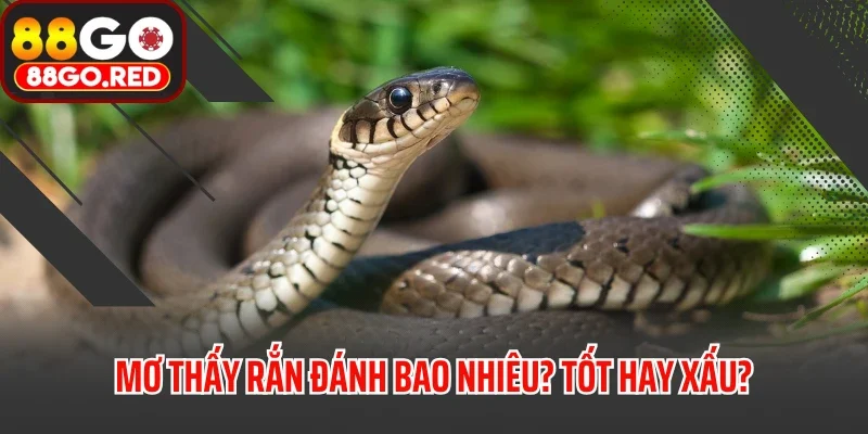 Mơ Thấy Rắn Đánh Bao Nhiêu? Điềm Báo Là Tốt Hay Xấu? 9 Mơ Thấy Rắn Đánh Bao Nhiêu? Điềm Báo Là Tốt Hay Xấu?